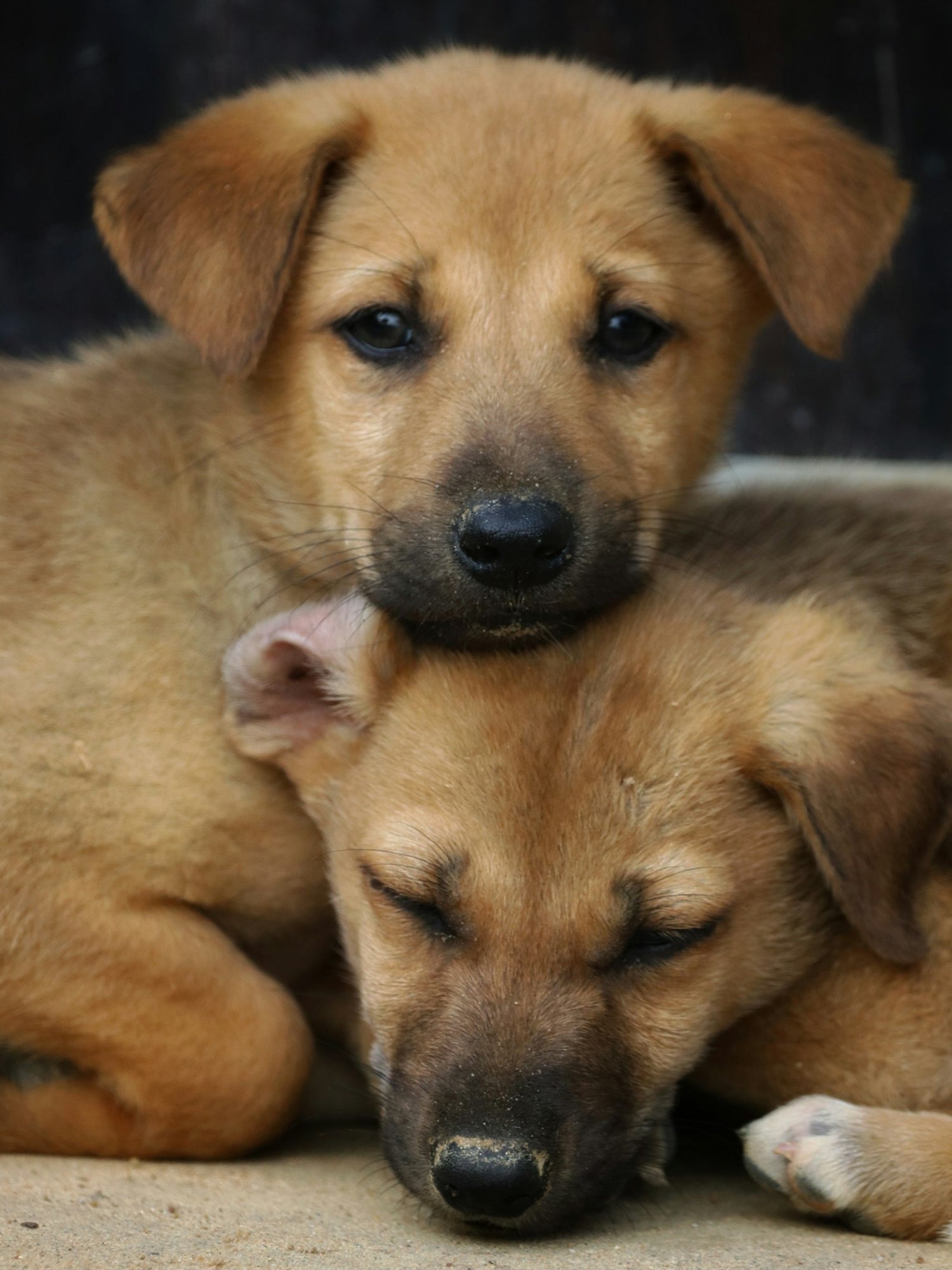 Happy puppies cuddling together